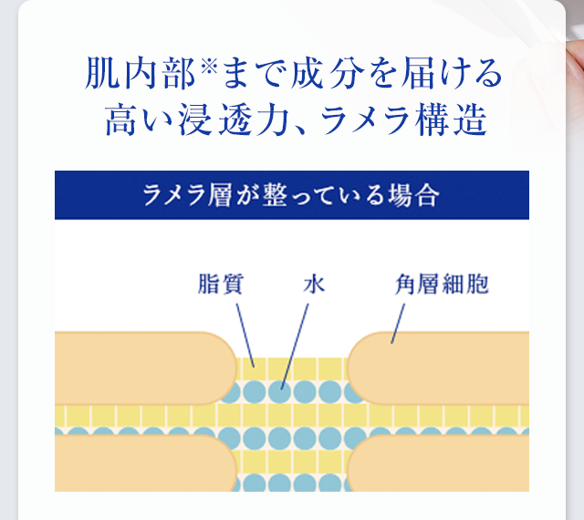肌内部※まで成分を届ける高い浸透力、ラメラ構造